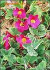 Devil's Claw Root Extract