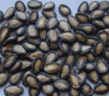 Water Melon seeds
