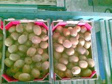 Fresh Kiwi Fruit