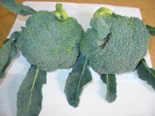 Fresh Broccoli