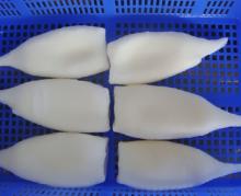 illex squid tube