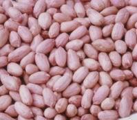  long   shape  peanut kernel