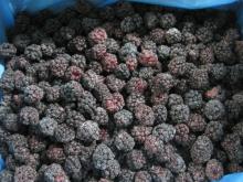  IQF   Frozen  blackberry