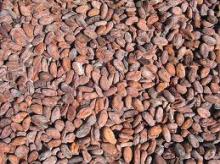 ROSTED COCOA BEANS