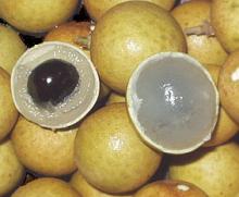 Longan