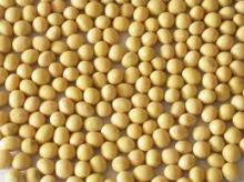 Soybeans