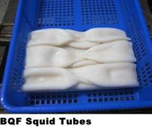 New Zealand: Arrow Squid,
