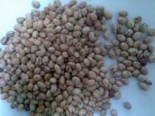 Light speckled kidney bean-oval shape