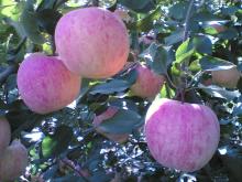 Fuji Apple for Hot Sale