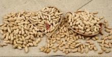 Chinese peanut, Crop 2011