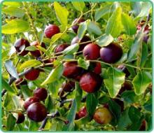 Ziziphus  jujuba   Extract  Jujuboside