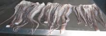  TENTACLES   GIANT   SQUID 