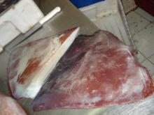  FROZEN   WING S GIANT SQUID