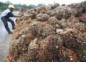 QUALITY PALM OIL