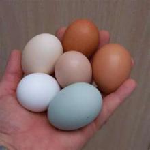 FRESH EGGS