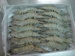 Available  fresh   frozen   shrimp s