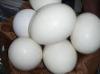 White Ostrich eggs