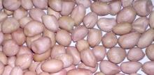 Groundnut/Peanut Kernels