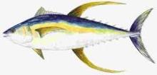 YELLOW TUNA FISH