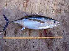 ALBACORE 