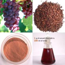Grape Seed Extract OPC95%