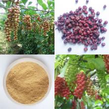  Schisandra   Extract 