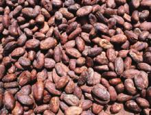 Quality Cocoa Beans ready for Exports