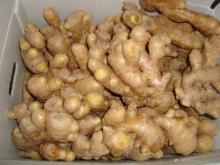 Ginger