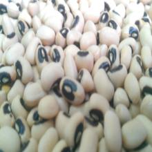 black eye bean,cowpea