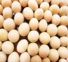 soya bean