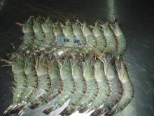 Black Tiger Shrimps