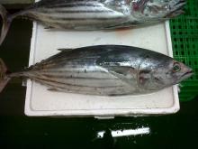 Seafrozen Skipjack tuna