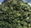 DREID BITTER LEAVES FOR SALE