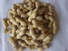Roasted peanut in shell