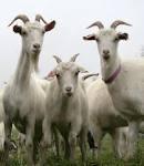  Live   Goat 