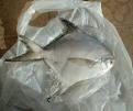 frozen fish
