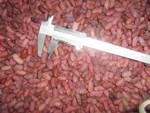 FROZEN KIDNEY BEANS1