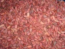FROZEN KIDNEY BEANS2