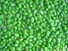 FROZEN SOYBEANS 1