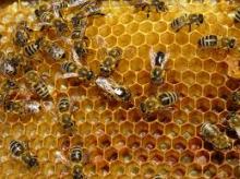 PROPOLIS