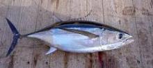 FRESH  ALBACORE 