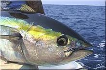 YELLOW TUNA FISH