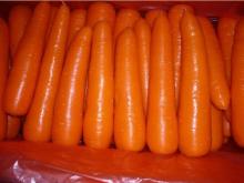  2012  New season  Fresh   Carrot s