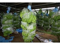 Fresh Green Cavendish Bananas