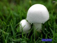 mushrooms extract  Polysacchrides 