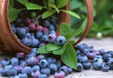 Bilberry Extract Anthocyanins/Anthocyanosides