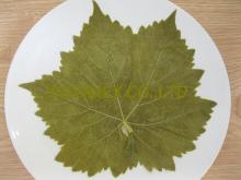  Grape   leaf 