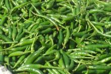 Hot  Pepper / Chilli 