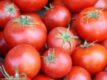 Tomatoes
