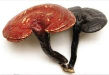 Red  Reishi  Mushroom  Extract 